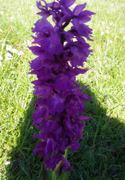 Orchidea in pieno sole - Orchis mascula